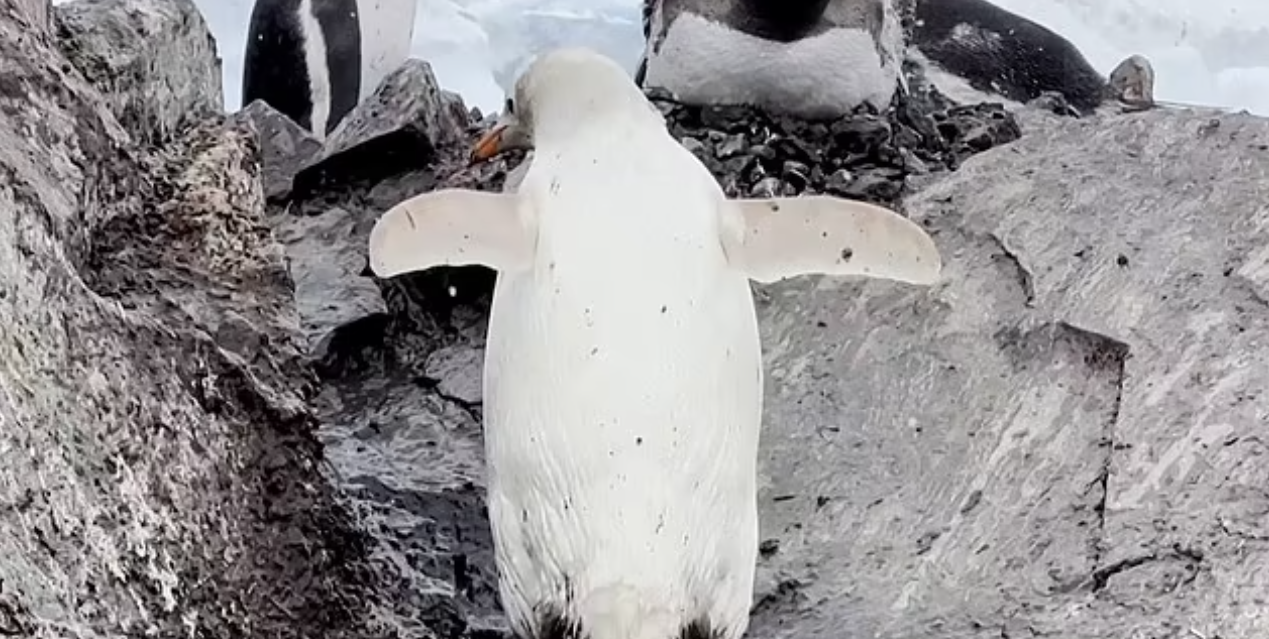 Необычайно редкого белого пингвина заметили в Антарктиде (фото и видео)